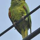 Conure de Finsch