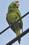 Conure de Finsch