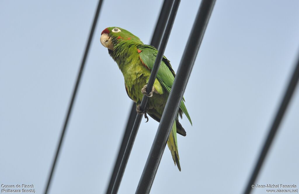 Conure de Finsch