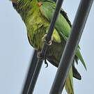 Conure de Finsch