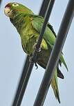 Conure de Finsch