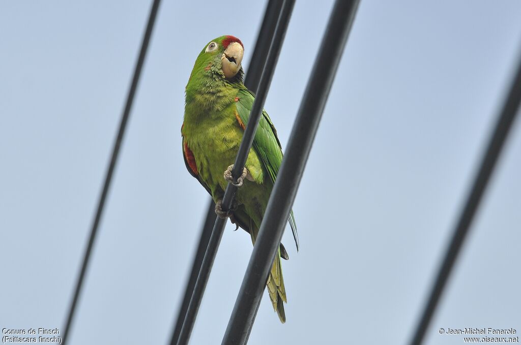 Conure de Finsch