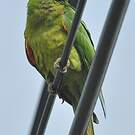 Conure de Finsch