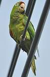 Conure de Finsch