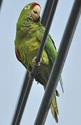 Finsch's Parakeet