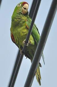 Conure de Finsch