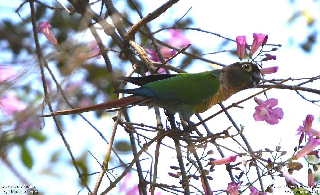 Conure de Molina