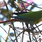 Conure de Molina