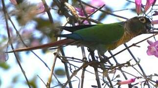 Green-cheeked Parakeet