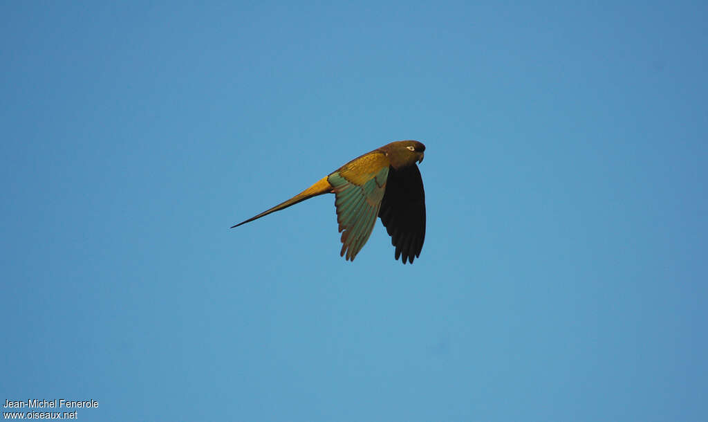 Conure de Patagonieadulte, Vol