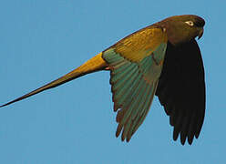 Burrowing Parrot