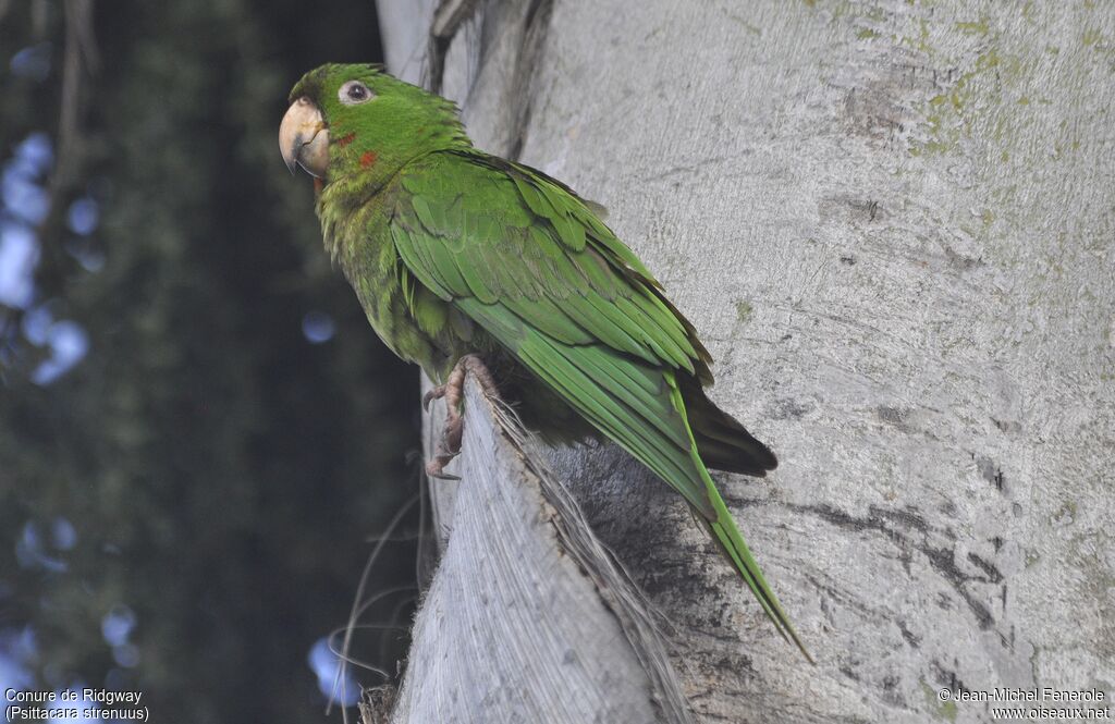 Conure de Ridgway