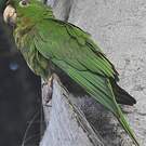 Conure de Ridgway