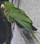 Pacific Parakeet