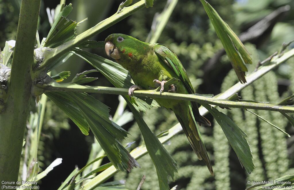 Pacific Parakeet