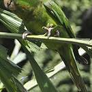 Conure de Ridgway