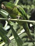 Conure de Ridgway