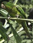 Conure de Ridgway