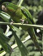 Pacific Parakeet