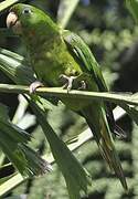 Pacific Parakeet