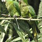 Conure de Ridgway