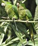 Conure de Ridgway