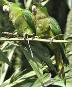 Pacific Parakeet