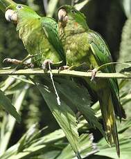 Conure de Ridgway