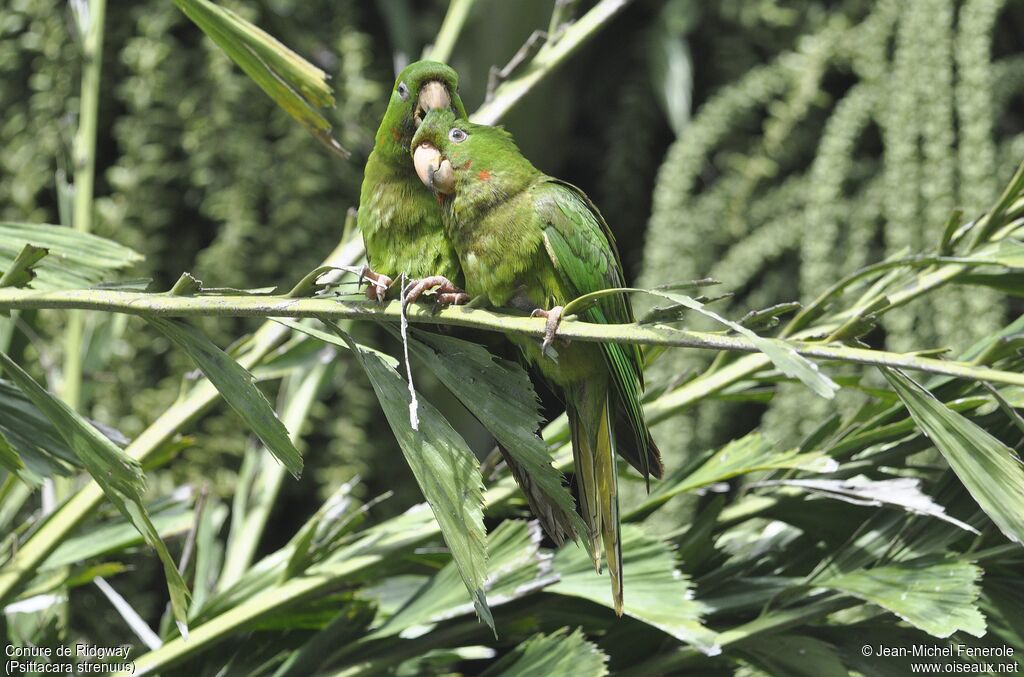 Conure de Ridgway