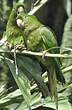 Conure de Ridgway