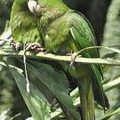 Conure de Ridgway