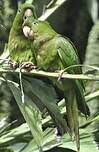 Conure de Ridgway