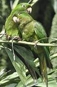 Pacific Parakeet