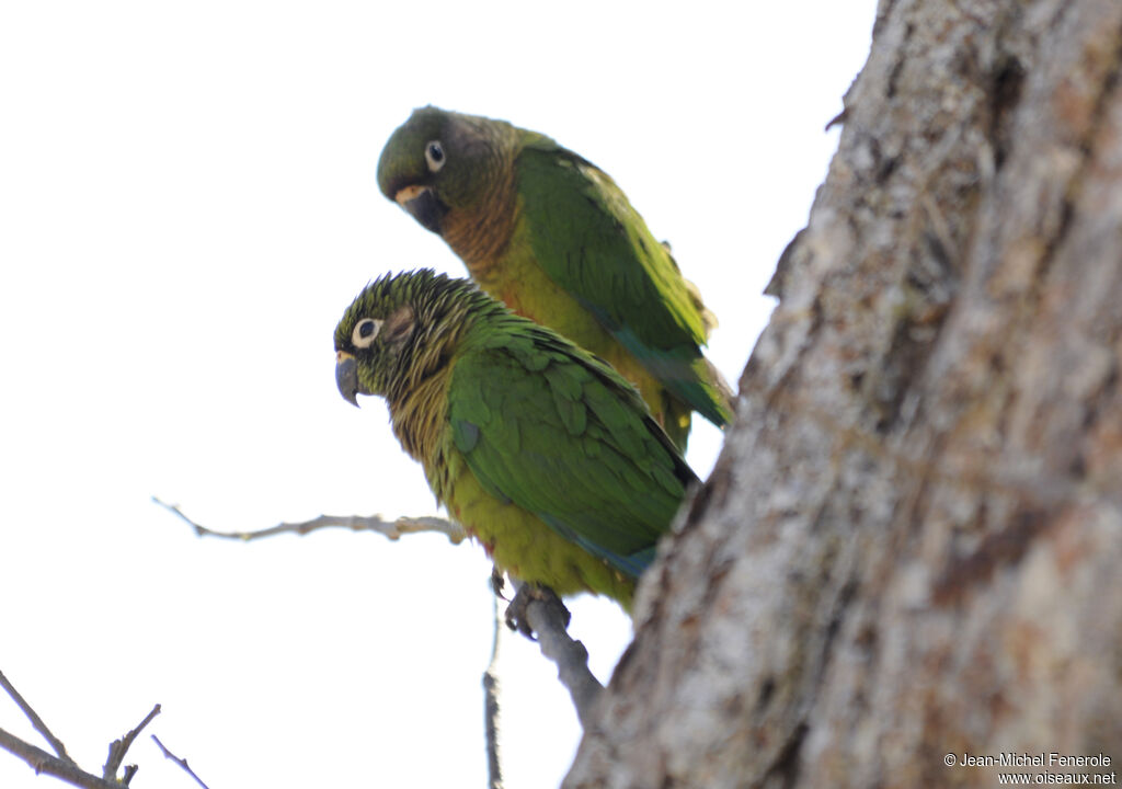 Maroon-bellied Parakeet