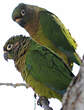 Conure de Vieillot