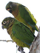 Maroon-bellied Parakeet