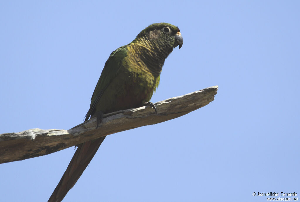 Maroon-bellied Parakeet