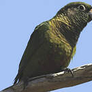 Conure de Vieillot