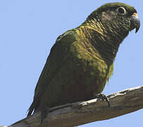 Maroon-bellied Parakeet