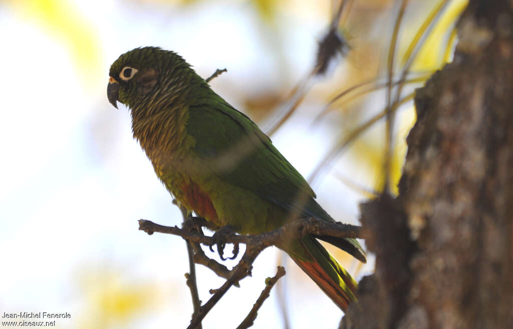 Maroon-bellied Parakeet