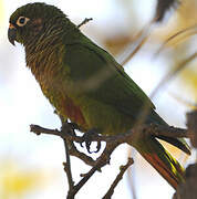 Maroon-bellied Parakeet