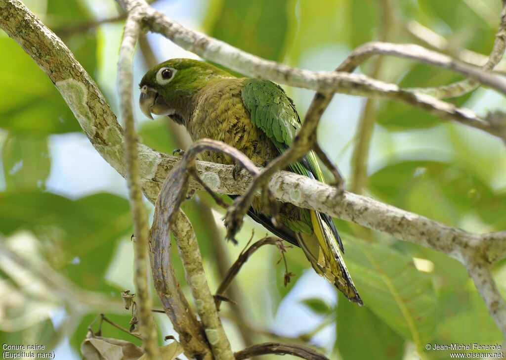 Olive-throated Parakeet