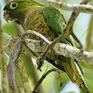 Conure naine