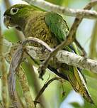 Conure naine