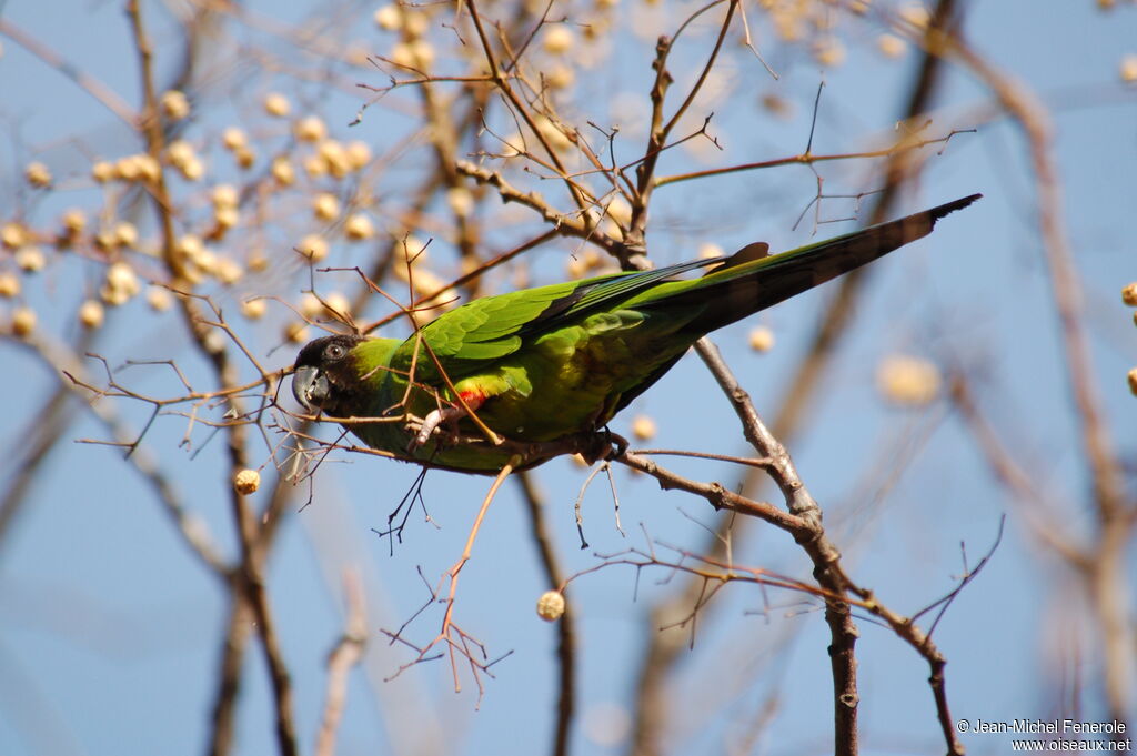 Nanday Parakeet