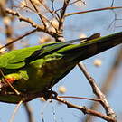 Conure nanday