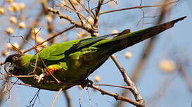 Conure nanday