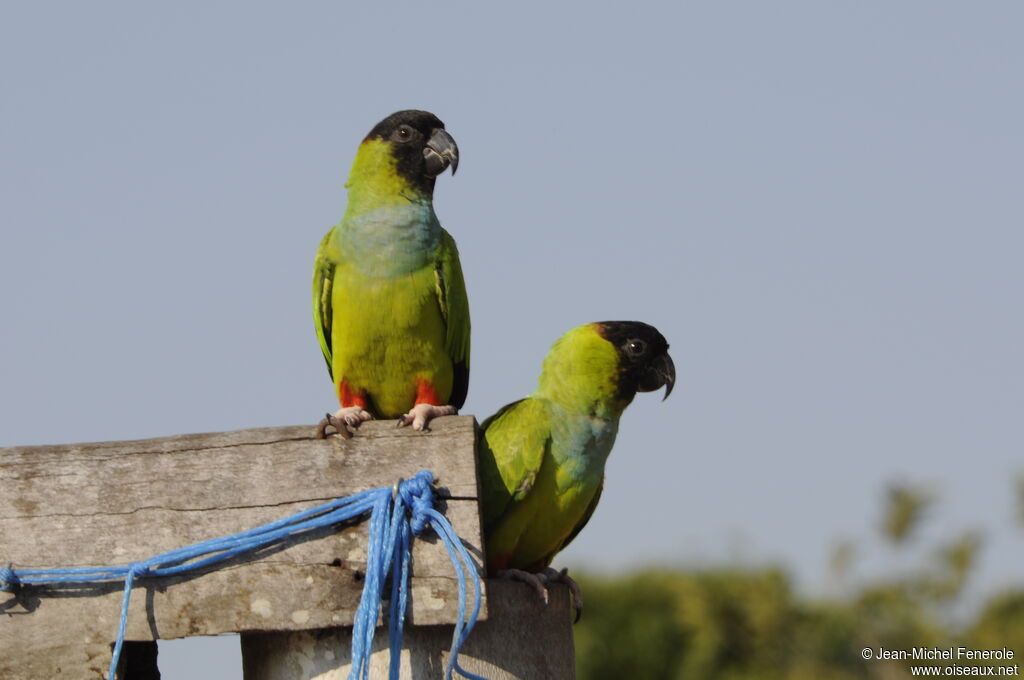 Nanday Parakeet 