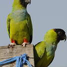 Conure nanday
