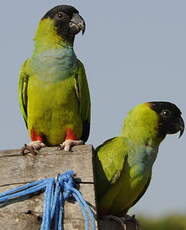 Conure nanday